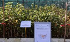 01A_IC_AcerCampestre 01A_IC_AcerCampestre