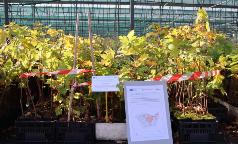 02B_IC_AcerPseudoplatanus 02B_IC_AcerPseudoplatanus