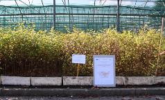 04B_IC_OstryaCarpinifolia 04B_IC_OstryaCarpinifolia