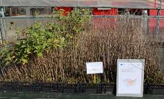 05B_IC_PrunusAvium 05B_IC_PrunusAvium