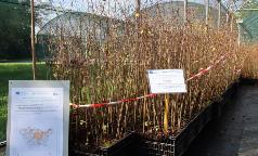 09B_IC_UlmusMinor 09B_IC_UlmusMinor