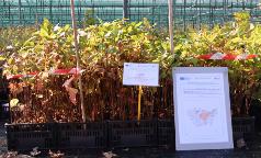 10B_IC_PrunusPadus 10B_IC_PrunusPadus