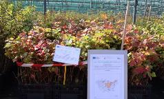 19B_IC_ViburnumOpulus 19B_IC_ViburnumOpulus