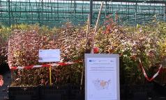 22B_IC_CornusSanguinea 22B_IC_CornusSanguinea