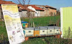 Apicoltura Veca