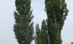 Cascina Guzzafame