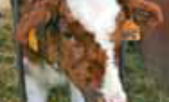 Cascina Rosa Botta