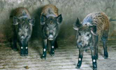 Cascinetta