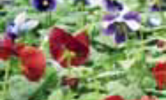 Floricoltura Ravelli