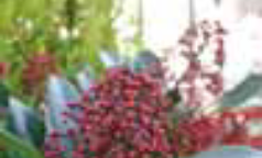 Floricoltura Ravelli