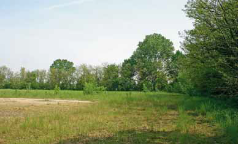 Il bosco di Artemide
