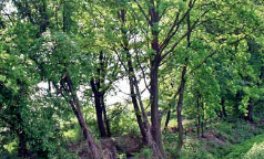 Il bosco di Artemide