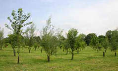 Il bosco di Artemide