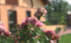 Il Visconte