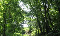 Fontanile Rile