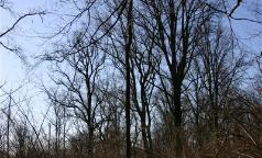 Bosco di Riazzolo