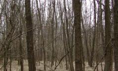 Bosco di Riazzolo
