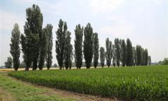 Albairate