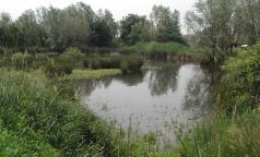 Zona umida di Pasturago di Vernate