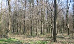 Bosco di Cusago