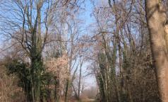 Bosco di Cusago