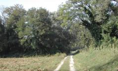 Carengione